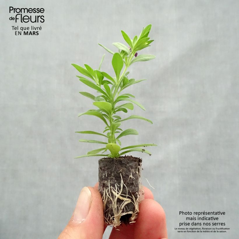 Spécimen de Calibrachoa Superbells Grape Punch - Mini-pétunia Mini-motte Ø 1,5/2,5 cm, Plant vert de 5 à 10 cm de haut tel que livré au printemps