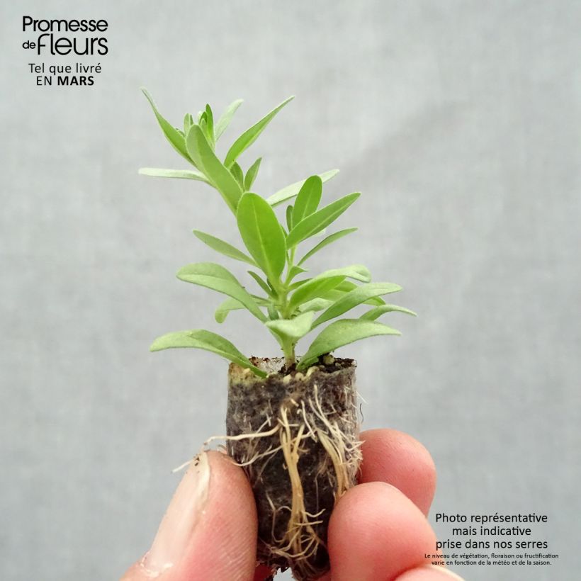 Spécimen de Calibrachoa Superbells Unique Mango Punch - Mini-pétunia Mini-motte Ø 1,5/2,5 cm, Plant vert de 5 à 10 cm de hauteur tel que livré au printemps