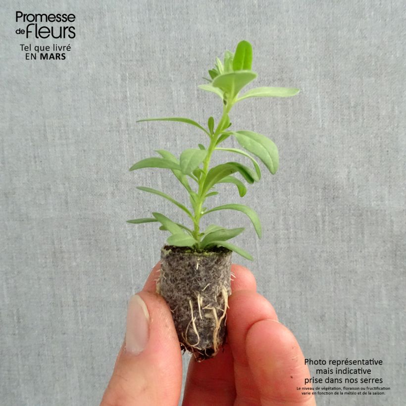 Spécimen de Calibrachoa Superbells Unique White - Mini-pétunia Mini-motte Ø 1,5/2,5 cm, Plant vert de 5 à 10 cm de haut tel que livré au printemps