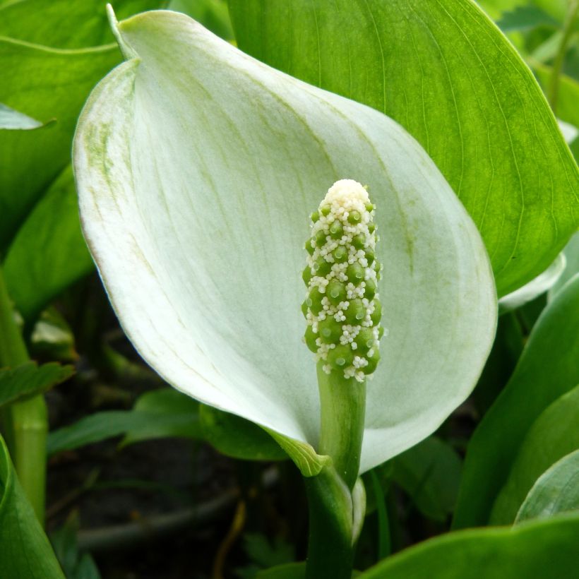 Arum ou Calla palustris (Flowering)