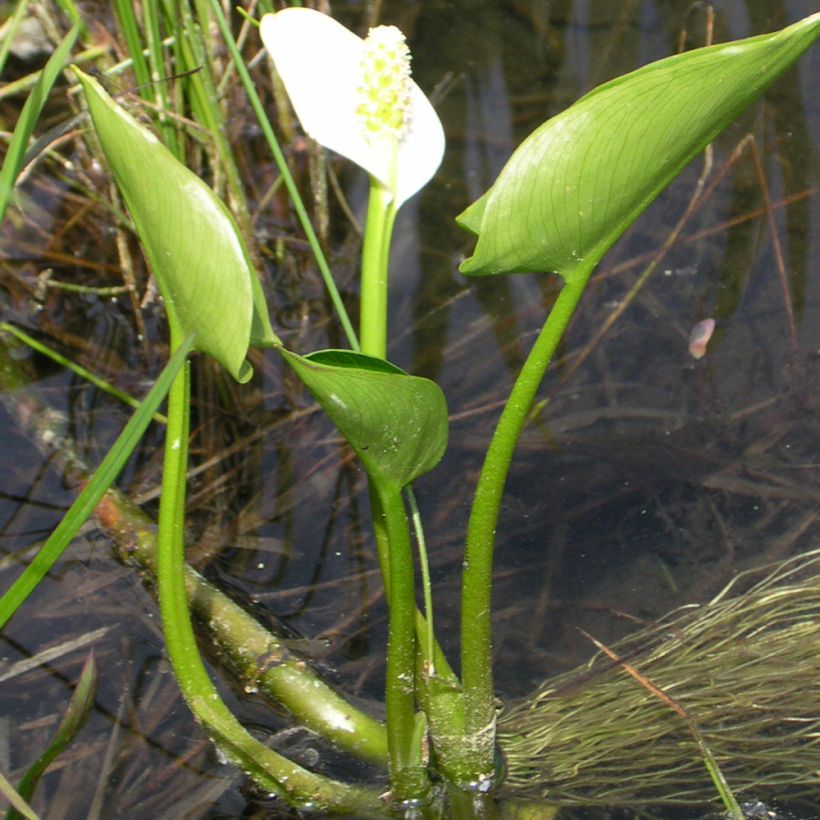 Arum ou Calla palustris (Plant habit)