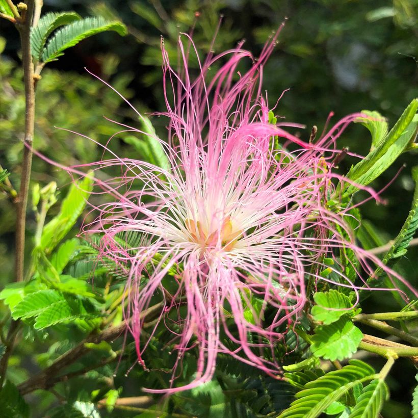 Calliandra surinamensis Dixie Pink - Arbre aux houpettes (Floraison)