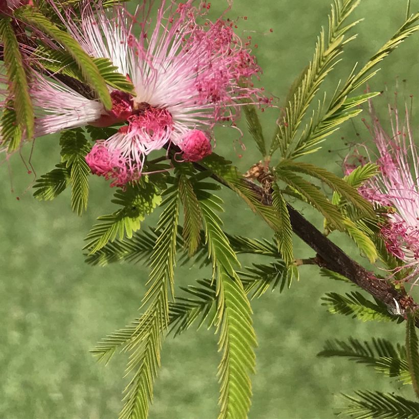 Calliandra surinamensis Dixie Pink - Arbre aux houpettes (Feuillage)