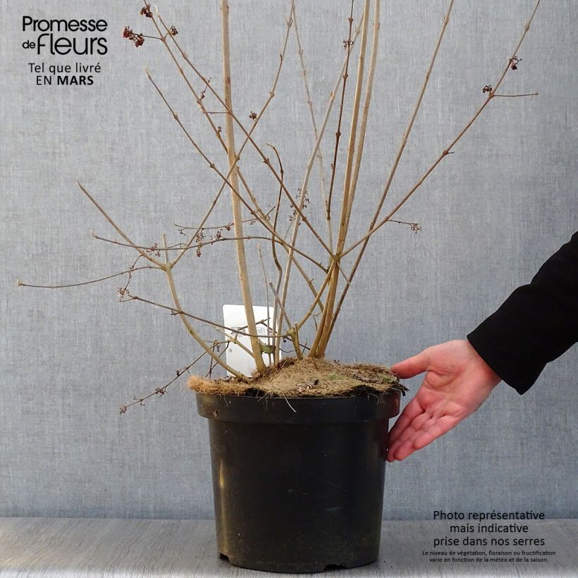 Spécimen de Callicarpa bodinieri Magical Purple Giant Pot de 7,5L/10L tel que livré en hiver