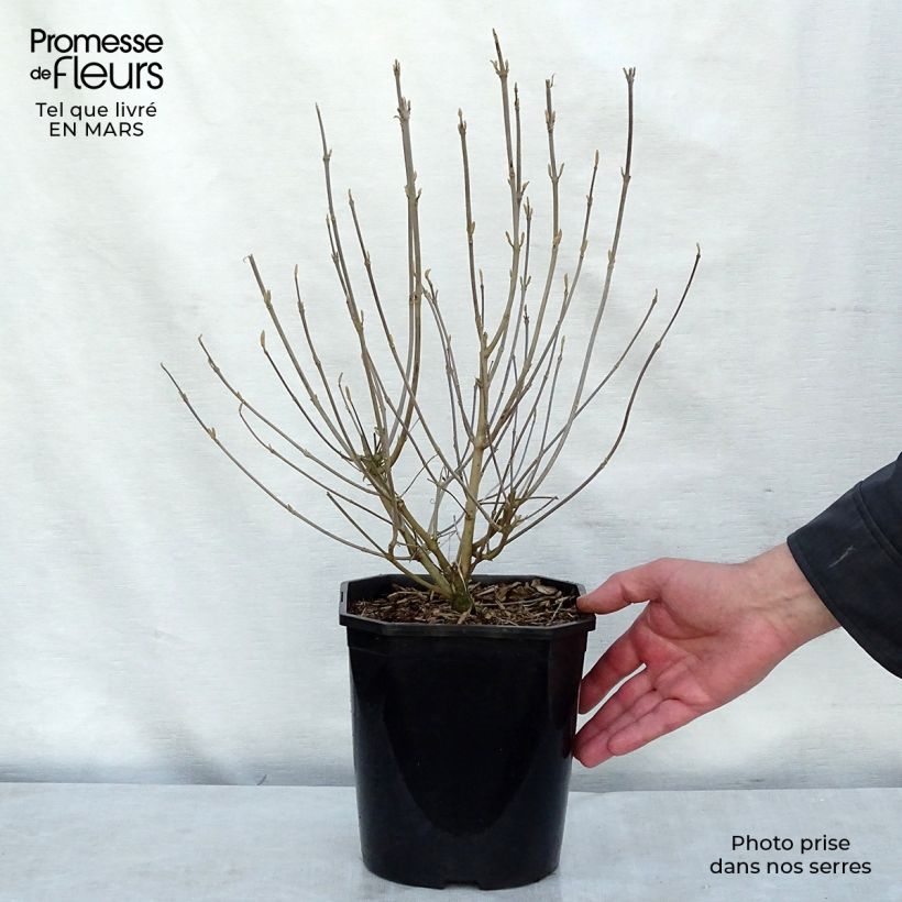 Spécimen de Callicarpa japonica - Arbuste aux bonbons du Japon Pot de 4L/5L tel que livré en hiver