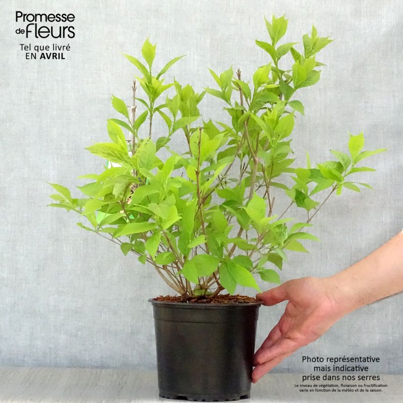 Spécimen de Callicarpa japonica Leucocarpa Pot de 2L/3L tel que livré au printemps