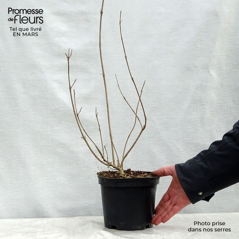 Spécimen de Callicarpa kwangtungensis Pot de 2L/3L tel que livré au printemps