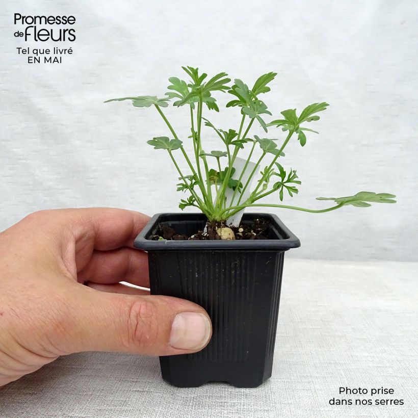 Spécimen de Callirhoe involucrata - Mauve-pavot. Godet de 8/9 cm tel que livré au printemps