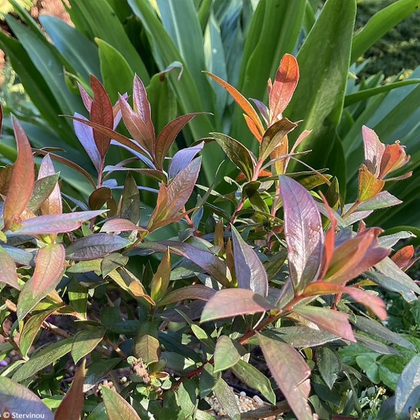 Callistemon Red rocket - Rince bouteille (Feuillage)