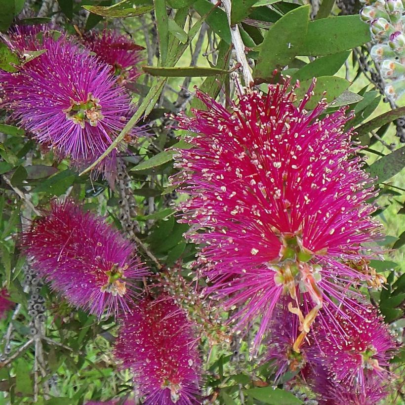 Callistemon citrinus Burgundy - Rince bouteille (Floraison)