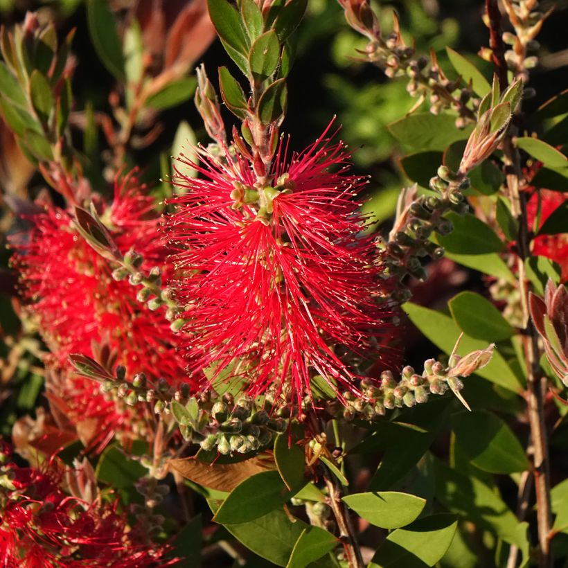 Callistemon citrinus Splendens - Rince-bouteille (Floraison)