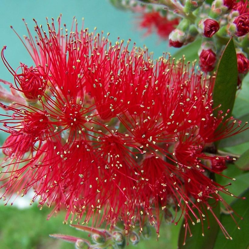 Callistemon masotti Mini Red - Rince bouteille (Floraison)