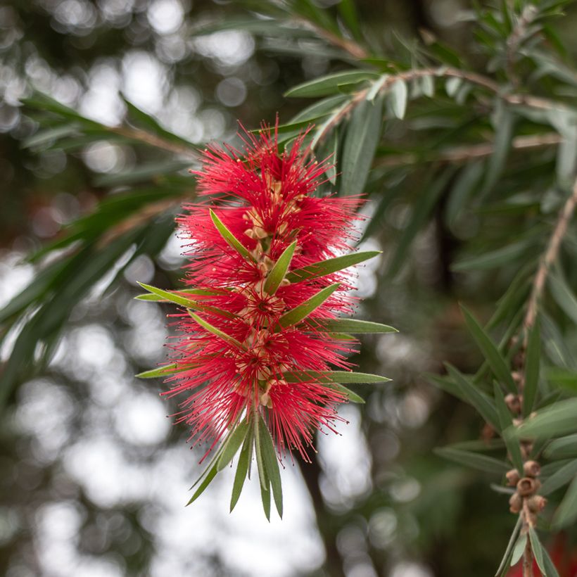 Callistemon rigidus - Rince-bouteille (Flowering)
