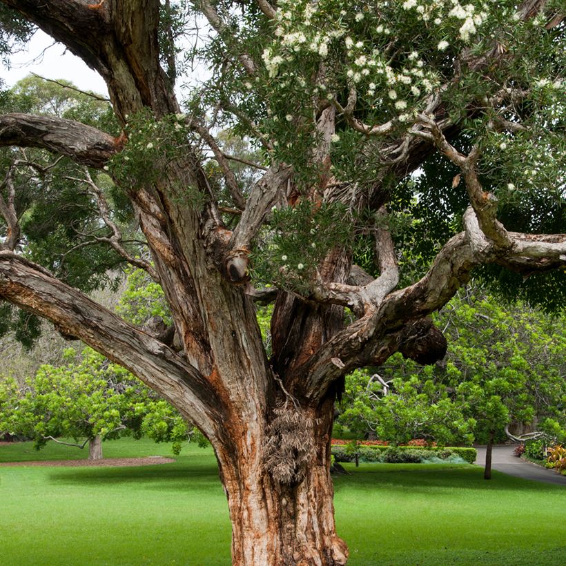 Callistemon salignus - Rince bouteille - Melaleuca salicina (Port)