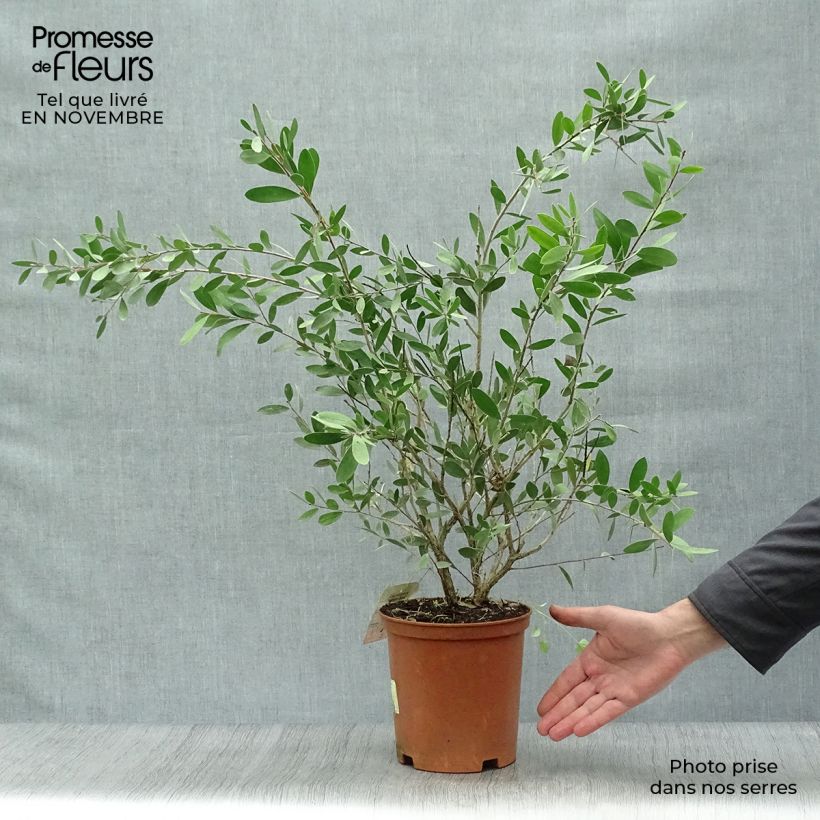 Spécimen de Callistemon viminalis Bright Pink - Rince bouteille pleureur Pot de 3L/4L, Buisson tel que livré en automne