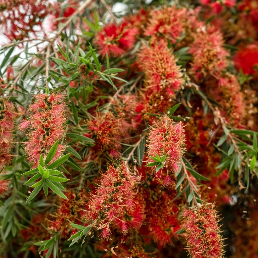 Callistemon viminalis Captain Cook - Rince-bouteille (Floraison)