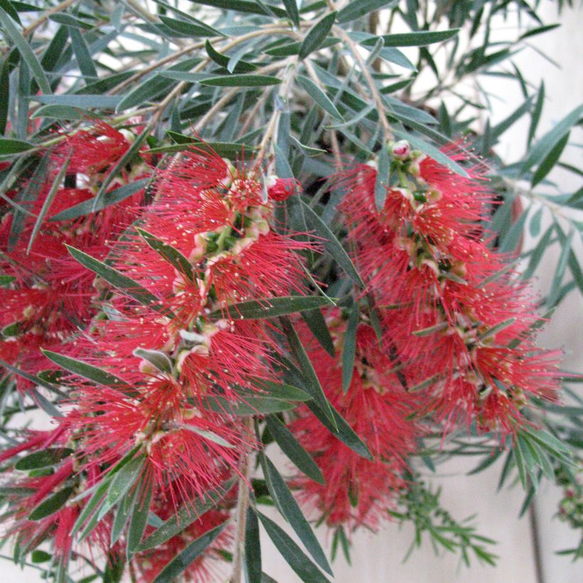 Callistemon viminalis Hannah Ray - Rince-bouteille (Floraison)