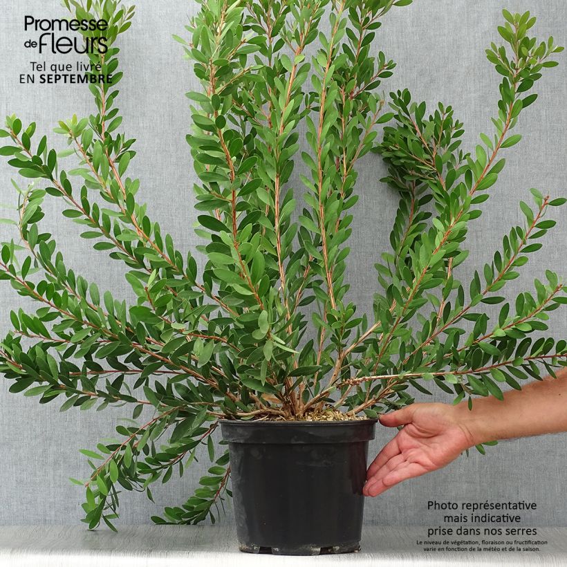 Spécimen de Callistemon viminalis Hot Pink – Rince bouteille Pot de 6L/7L tel que livré en automne