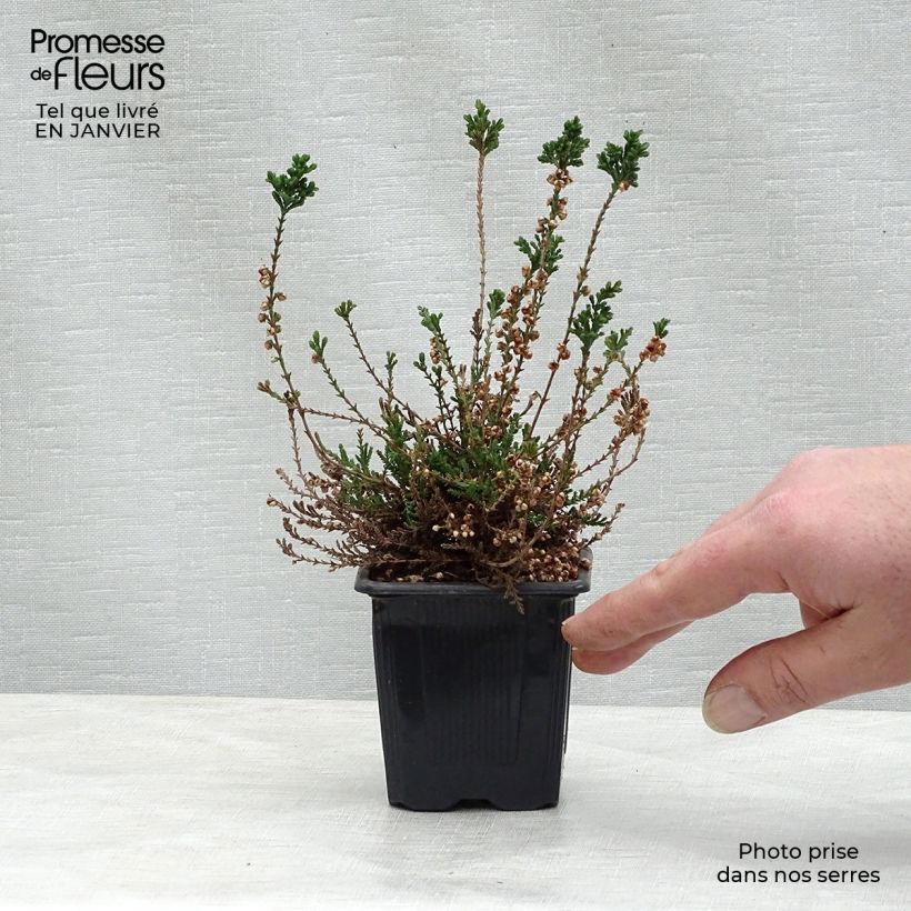Spécimen de Bruyère d'été - Calluna vulgaris H.E Beale Godet de 8/9 cm tel que livré en hiver