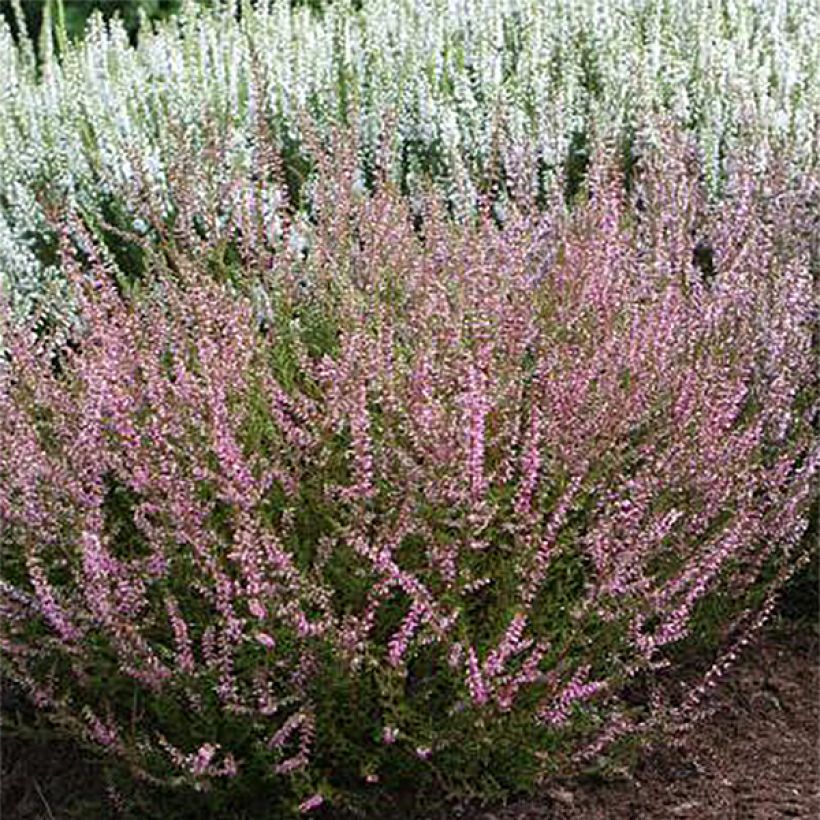 Bruyère d'été - Calluna vulgaris Marlies (Plant habit)