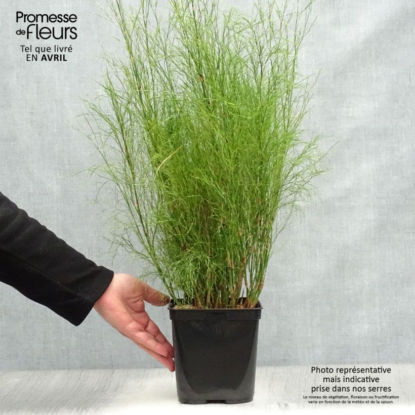 Example of Calopsis paniculata - Restio Pot de 2L/3L as you get in printemps