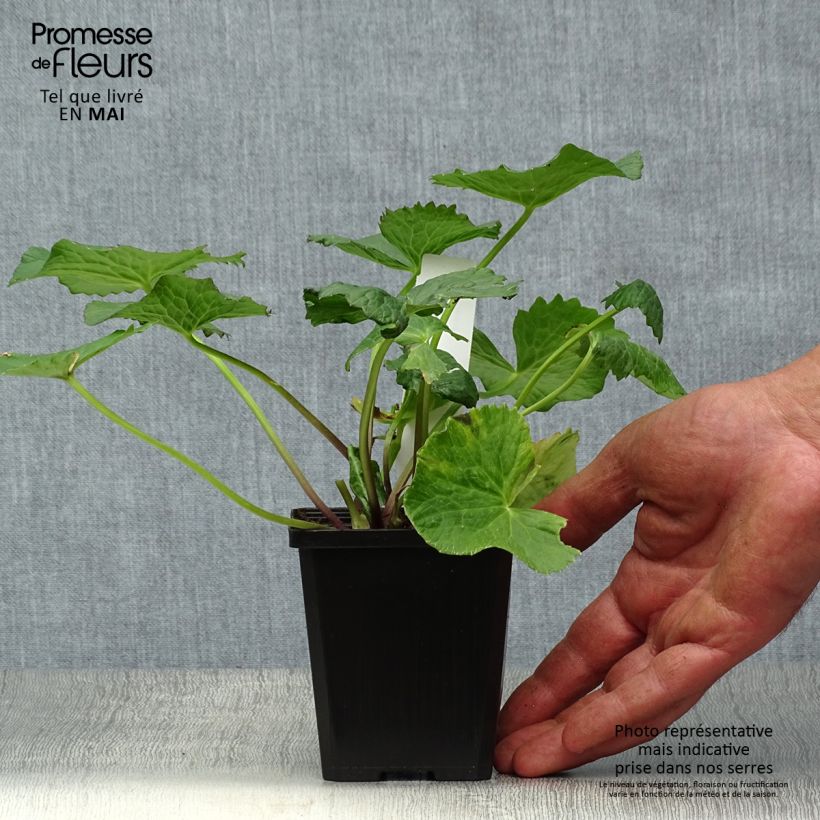 Example of Caltha palustris Plena - Populage double  Godet de 8/9 cm as you get in printemps