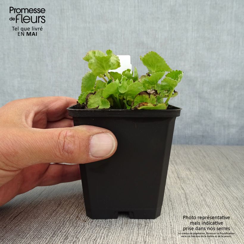 Spécimen de Caltha palustris var.alba - Populage blanc - Souci des marais blanc Godet de 8/9 cm tel que livré au printemps