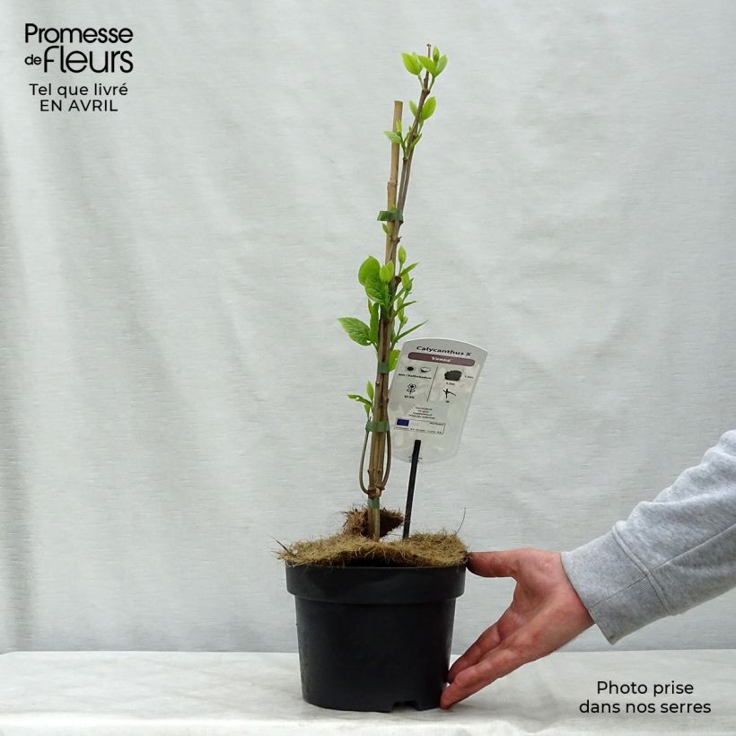 Example of Calycanthus Venus - Arbre aux anémones Pot de 3L/4L as you get in printemps