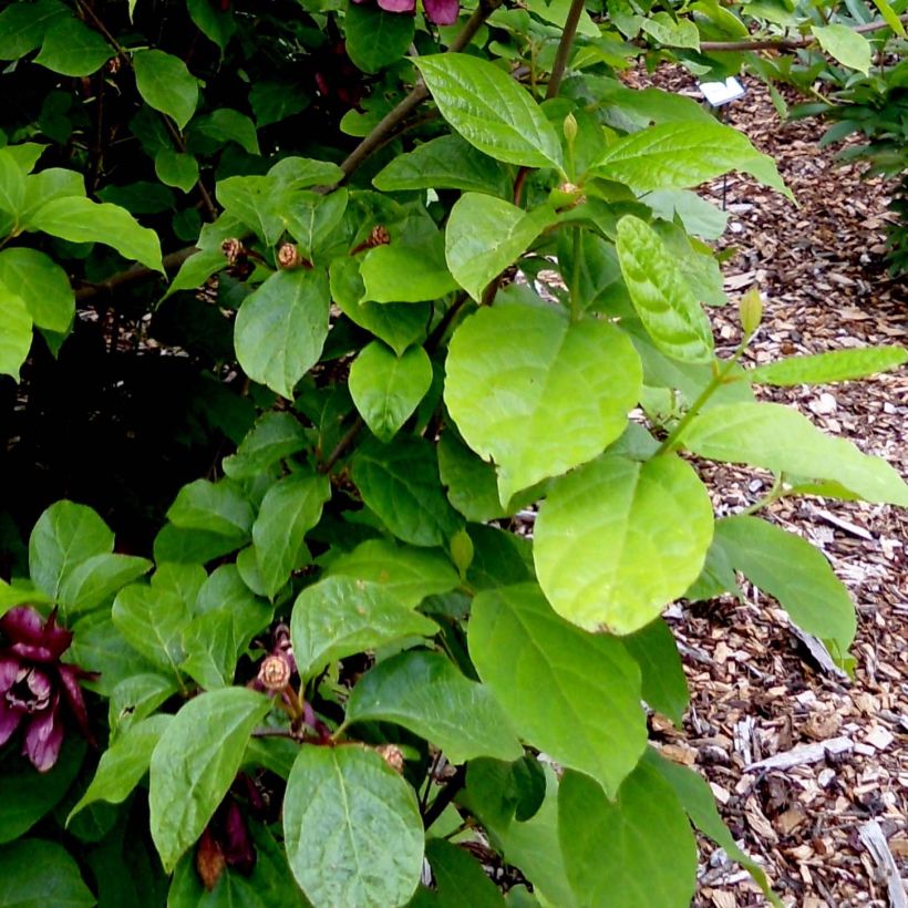 Calycanthus raulstonii Aphrodite - Arbre aux anémones. (Foliage)