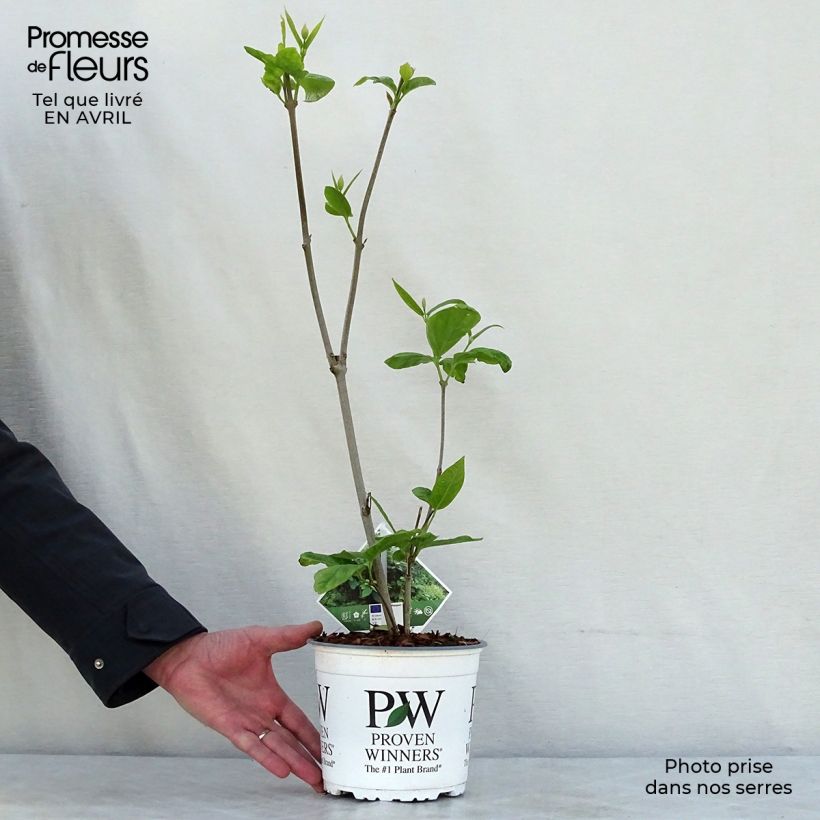 Example of Calycanthus raulstonii Aphrodite - Arbre aux anémones. Pot de 2L/3L as you get in printemps