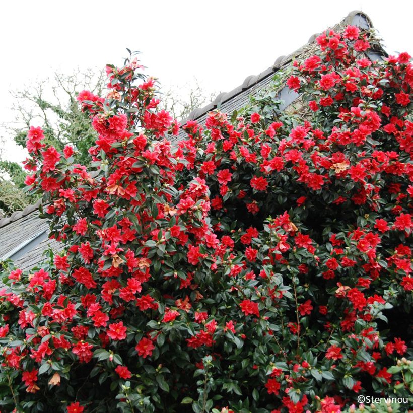 Camélia Freedom Bell - Camellia x williamsii (Port)