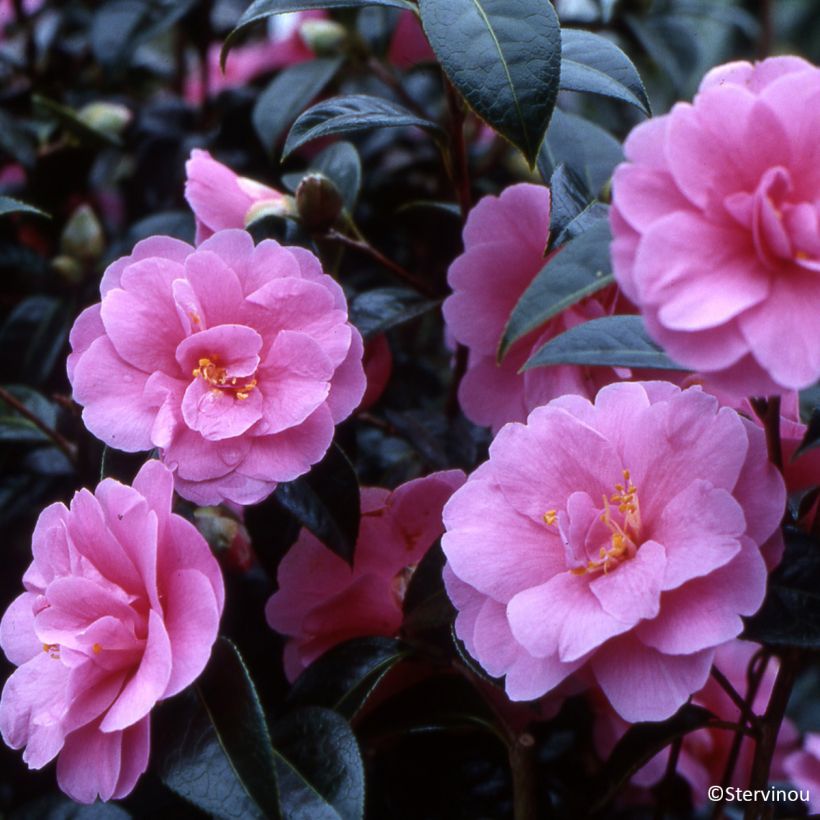 Camélia Inspiration - Camellia x reticulata (Floraison)