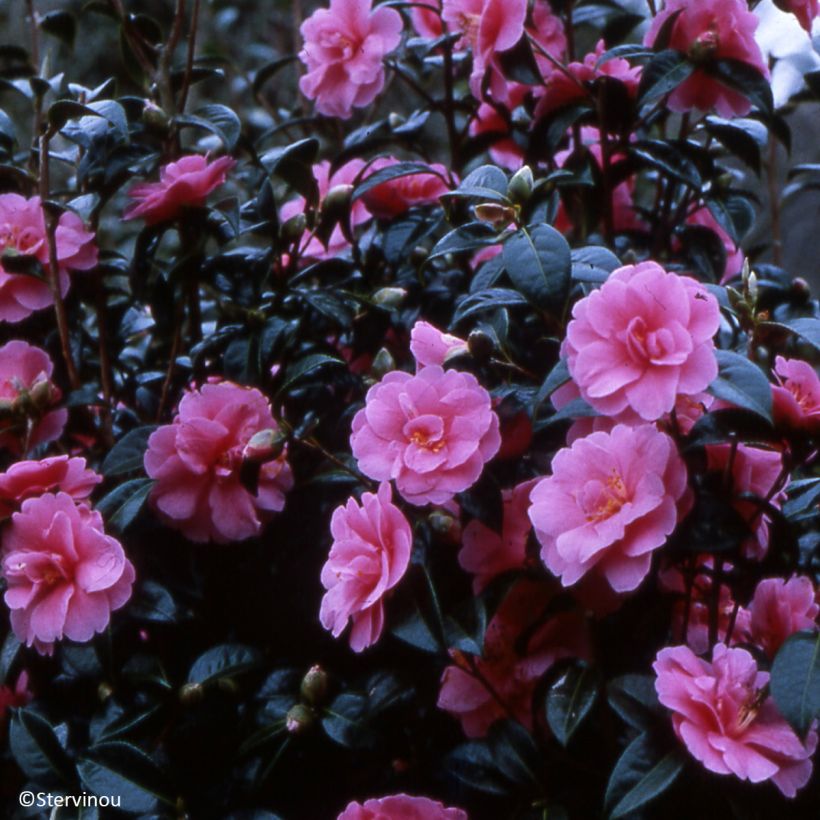 Camélia Inspiration - Camellia x reticulata (Port)