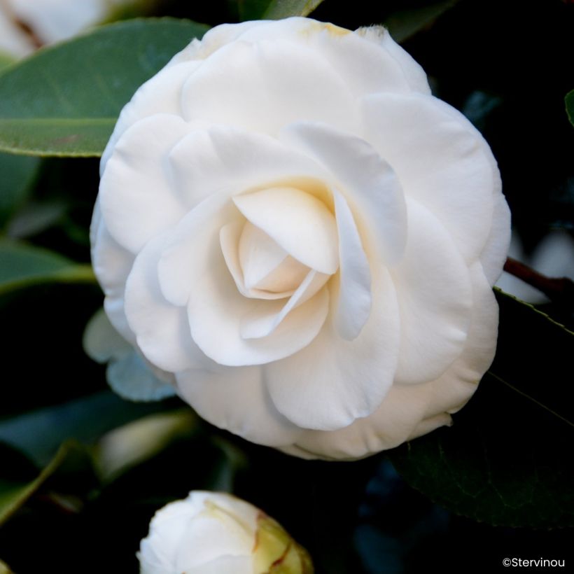 Camélia Janet Waterhouse - Camellia japonica (Floraison)