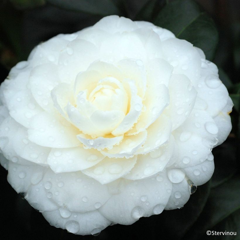 Camélia Satsuma - Camellia japonica (Floraison)