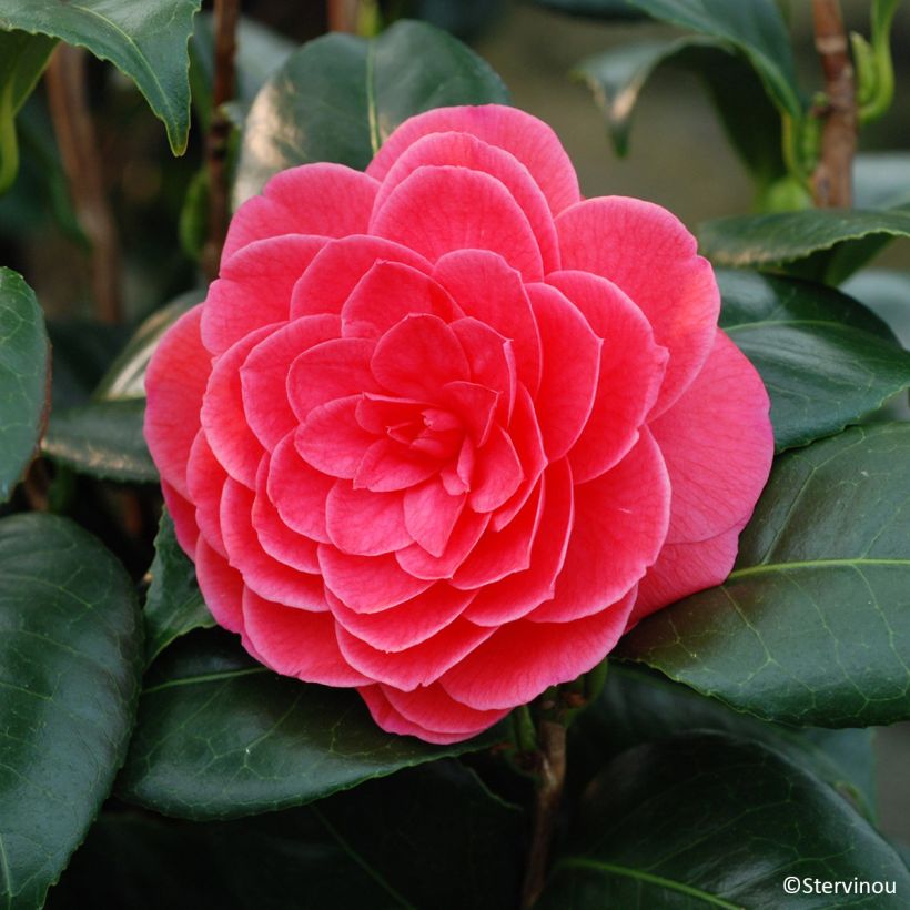 Camélia Tada Meibi - Camellia japonica (Floraison)