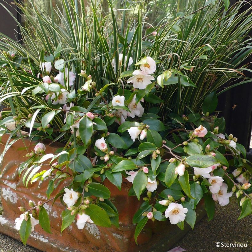 Camélia champêtre - Camellia Quintessence (Plant habit)