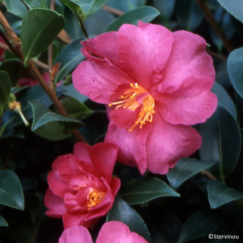 Camélia d'automne Hiryu - Camellia sasanqua (Floraison)