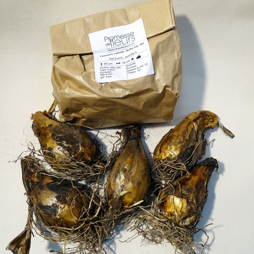 Exemple de spécimen de Camassia cusickii Boîte calibre 14+ tel que livré