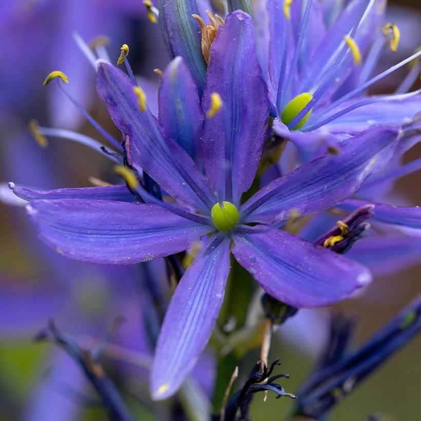 Camassia leichtlinii Caerulea (Flowering)
