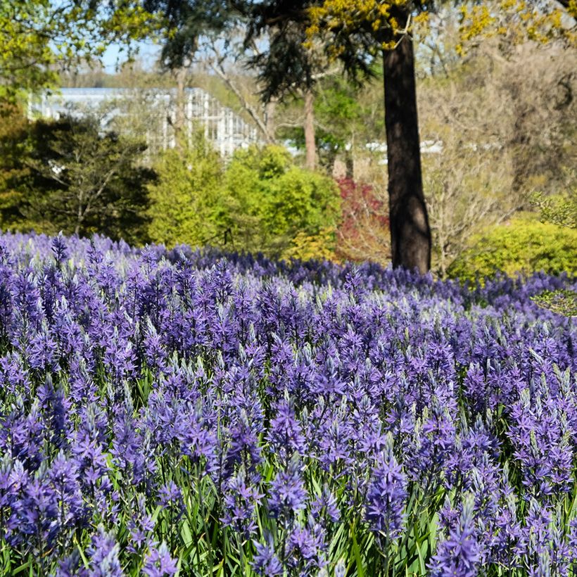 Camassia quamash Blue Melody (Port)