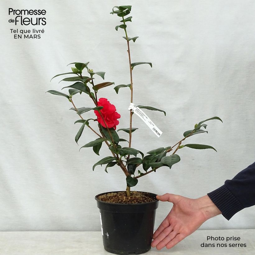 Spécimen de Camélia Adolphe Audusson - Camellia japonica Pot de 4L/5L tel que livré au printemps