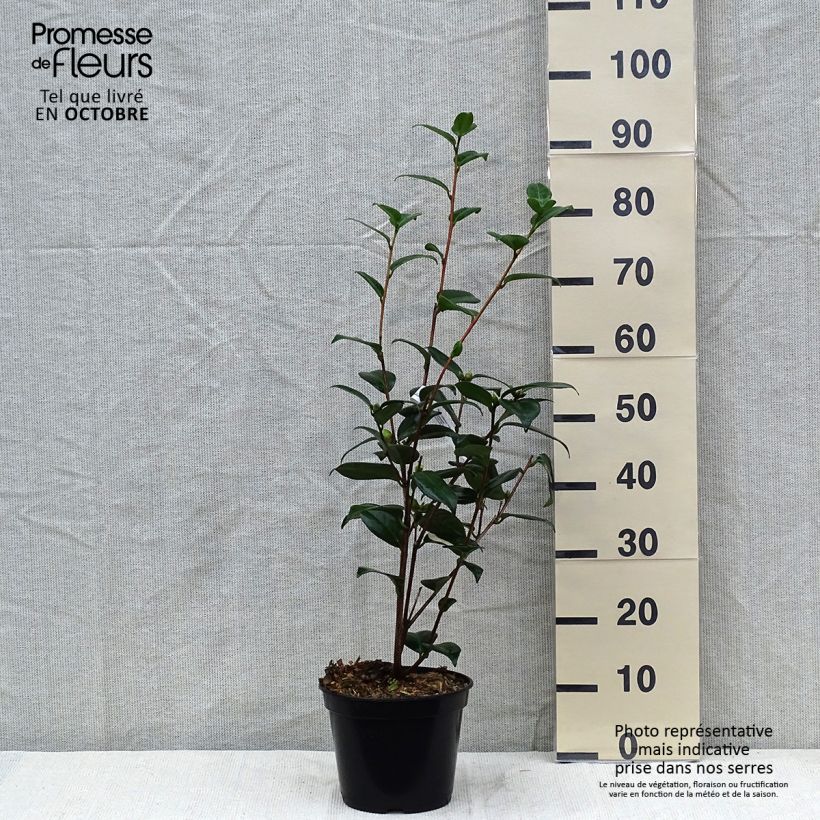Spécimen de Camélia Adolphe Audusson - Camellia japonica Pot de 4L/5L tel que livré en automne