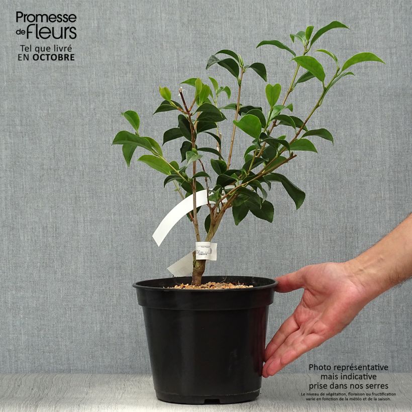 Spécimen de Camélia Bokuhan - Camellia japonica Pot de 3L/4L tel que livré en automne