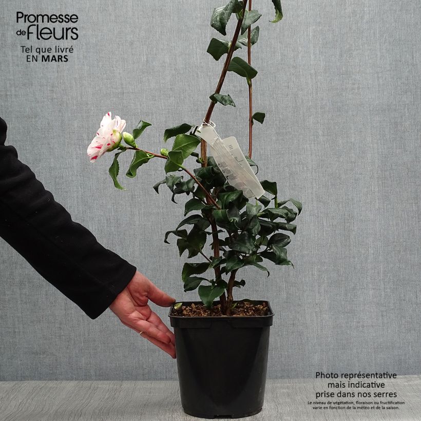 Spécimen de Camélia Dainty California - Camellia japonica Pot de 2L/3L tel que livré au printemps