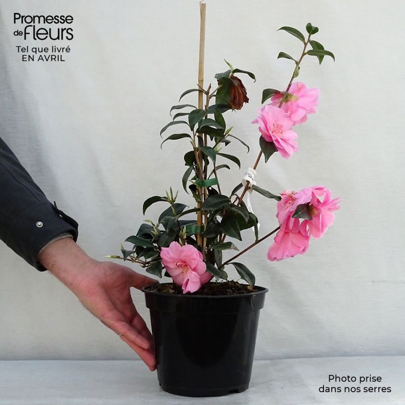 Spécimen de Camélia Donation - Camellia (x) williamsii Pot de 2L/3L tel que livré au printemps