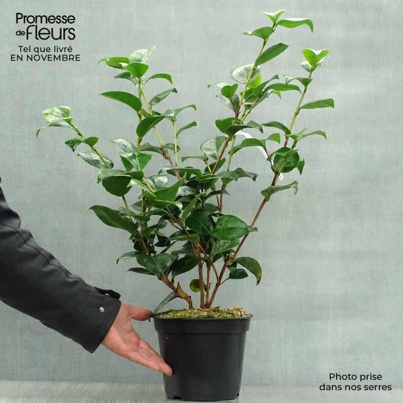 Spécimen de Camélia Lavinia Maggi - Camellia japonica Pot de 3L/4L tel que livré en automne
