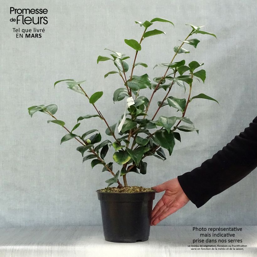 Spécimen de Camélia Lavinia Maggi - Camellia japonica Pot de 3L/4L tel que livré au printemps