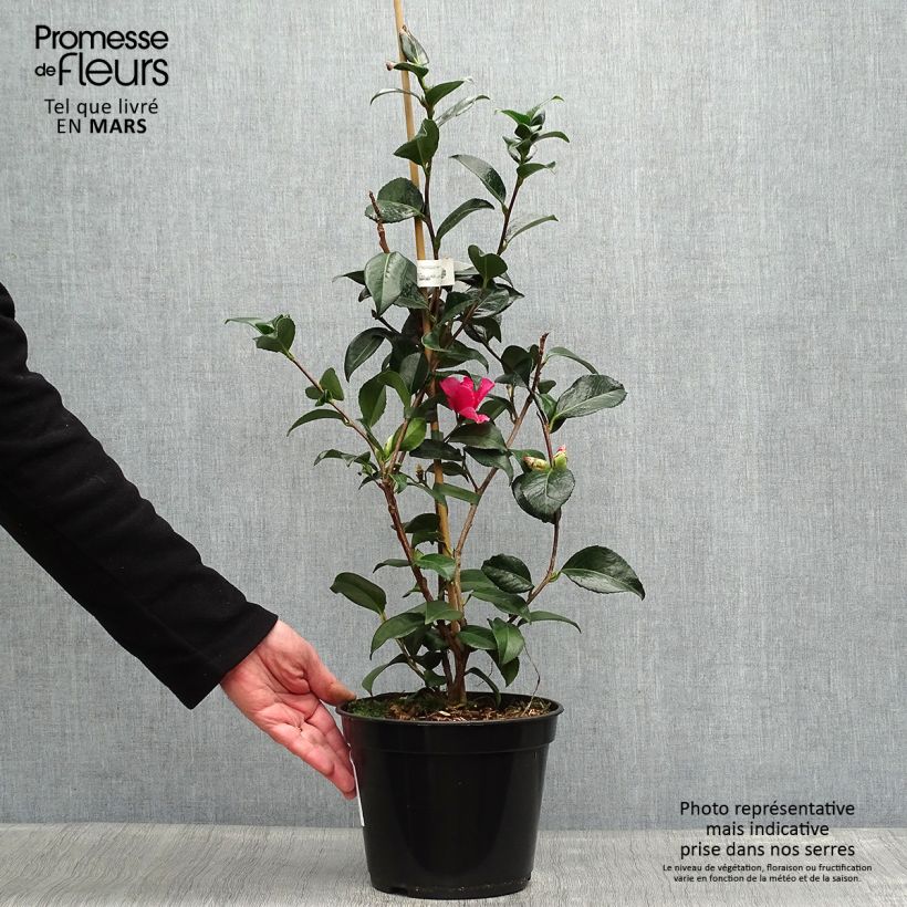 Spécimen de Camélia Lucky Star - Camellia (x) williamsii Pot de 4L/5L tel que livré au printemps