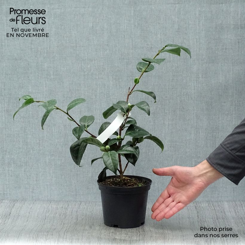 Spécimen de Camélia San dimas - Camellia japonica Pot de 2L/3L tel que livré en automne